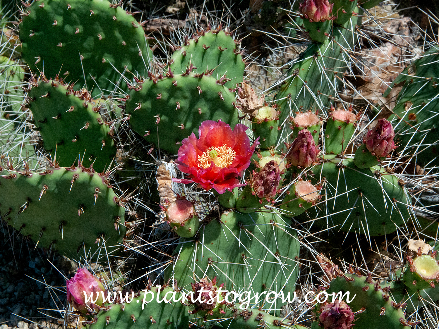 Plains Prickly Pear (Opuntia polyacantha major)
These plants are at the end of their blooming period.